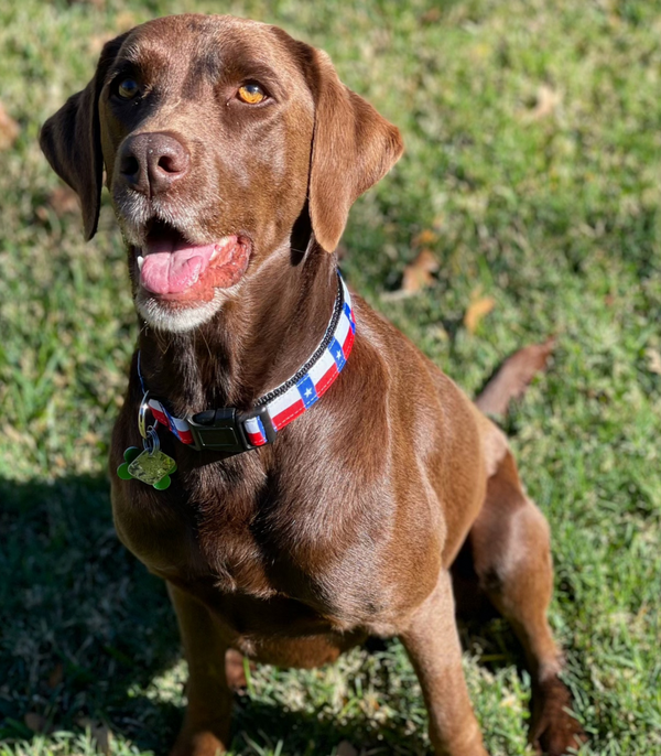 Texas Flag Nylon Dog Collar